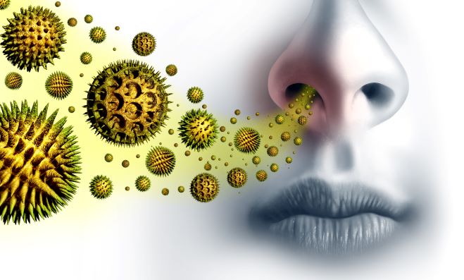 A pollenrészecskék belélegzéskor az orron keresztül jutnak a szervezetbe.