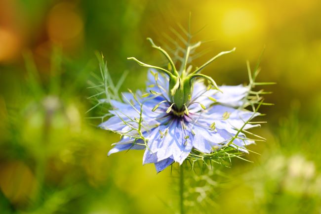 Nigella sativa növény, fekete kömény, fekete kömény, kerti katicavirág, lila virág