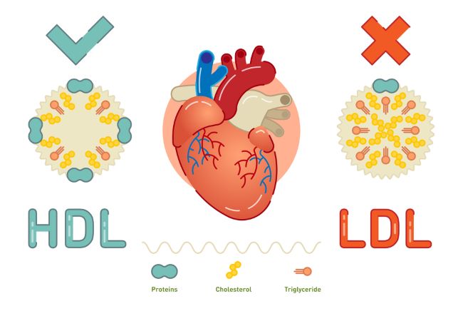 HDL-koleszterin, LDL-koleszterin, koleszterin és szív- és érrendszeri egészség, szív- és érrendszeri betegségek
