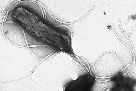 Helikobakter pylori - detail baktérie.