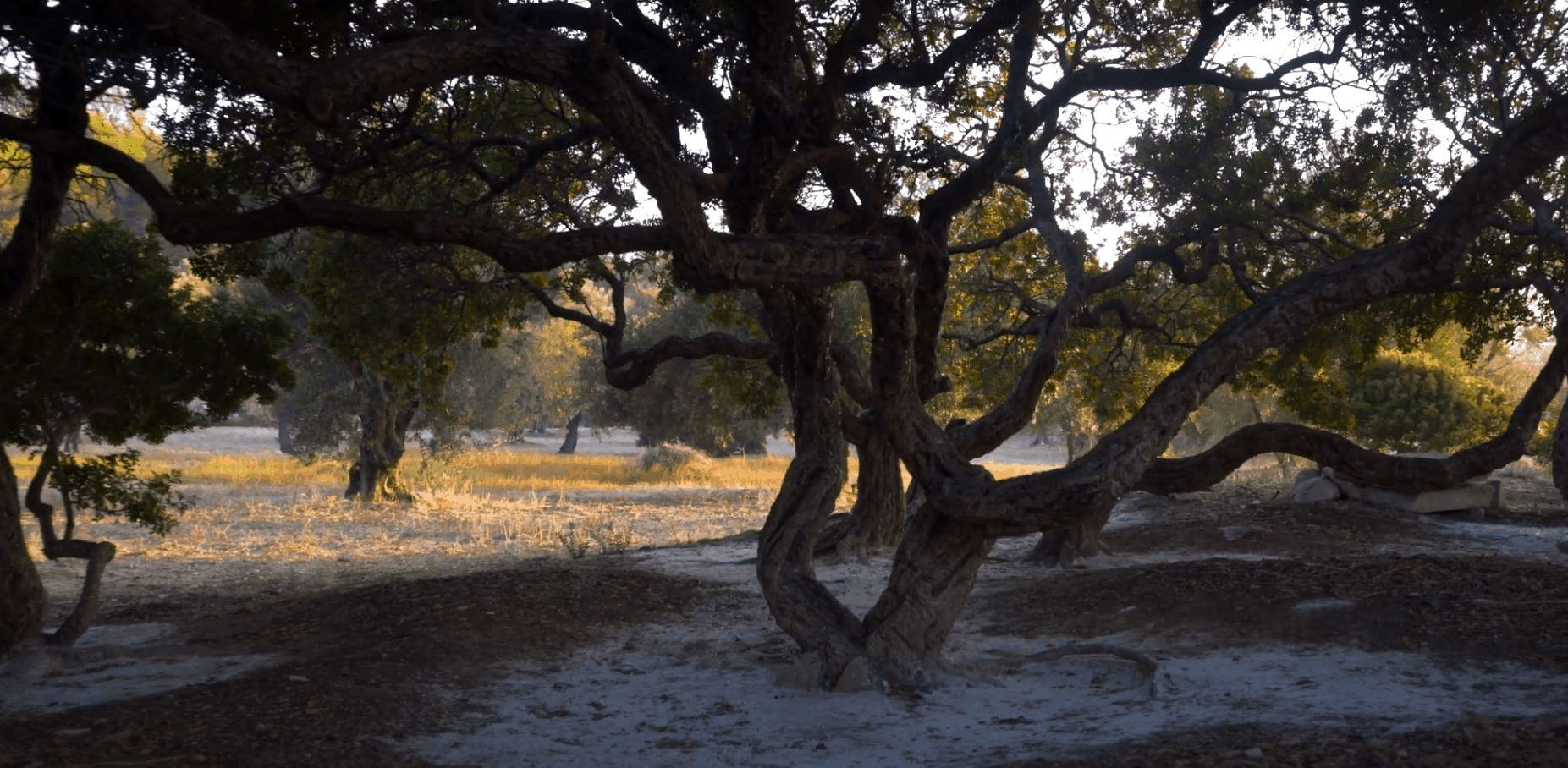 Pistacia Lentiscus - mastichový strom