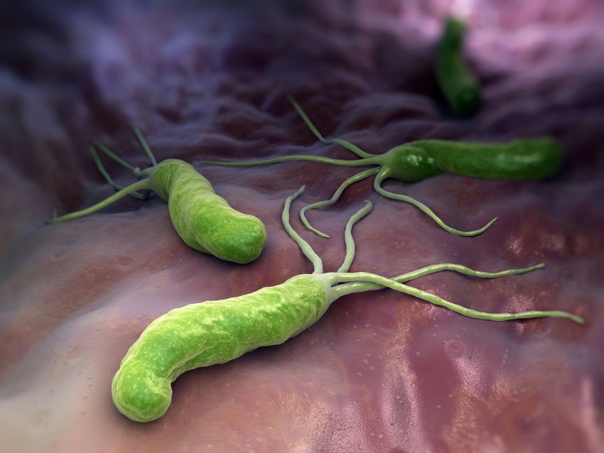 Helikobacter pylori baktérium részletes felvétele a gyomorban. Maszticha a gyomorra.